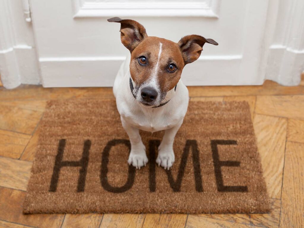 Small dog sitting on a welcome mat